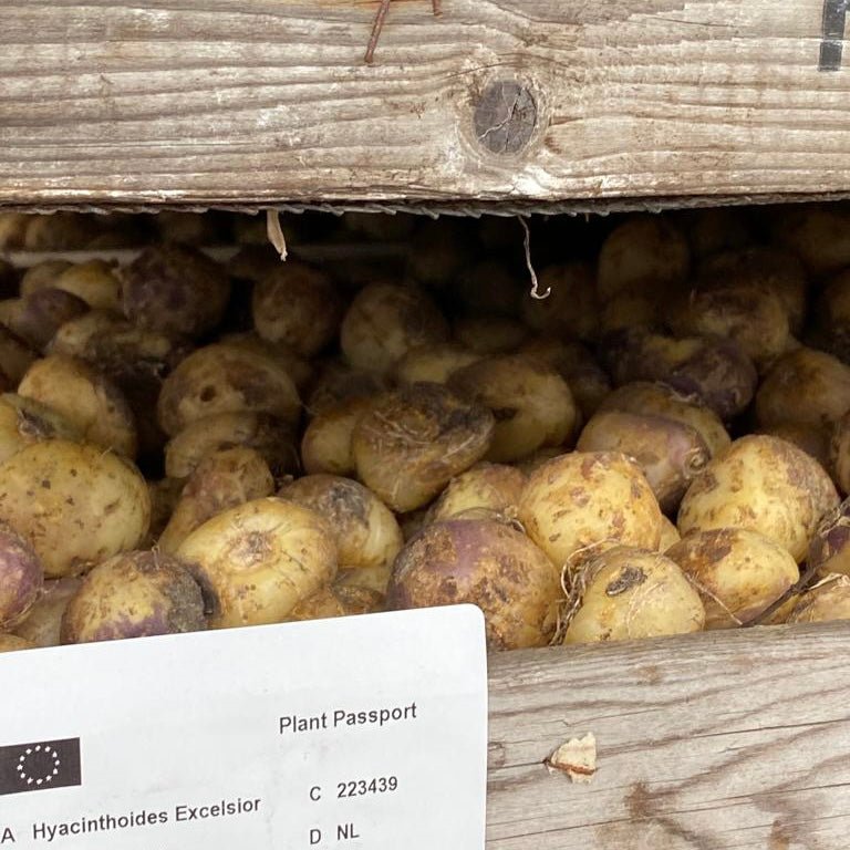 Hyacinthoides hispanica Excelsior - Spring specialty bulbs - Fluwel