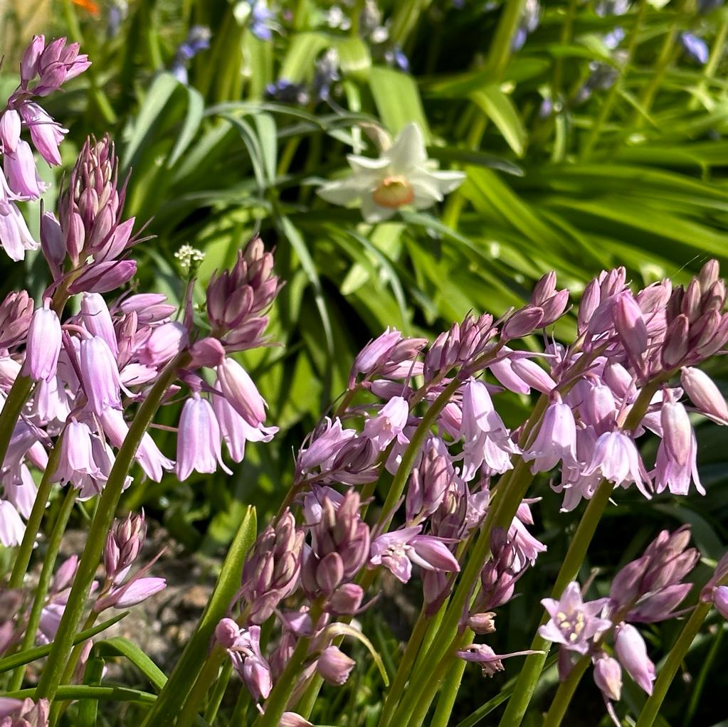 Hyacinthoides hispanica Rose Queen - roze hyacinthoides - Fluwel