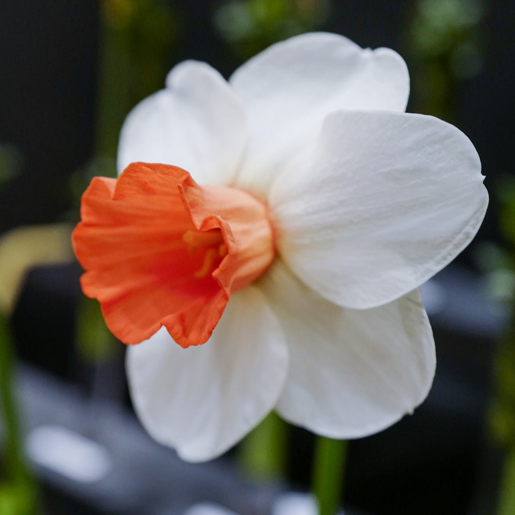 Hyperbole - Special Narcissus - Fluwel