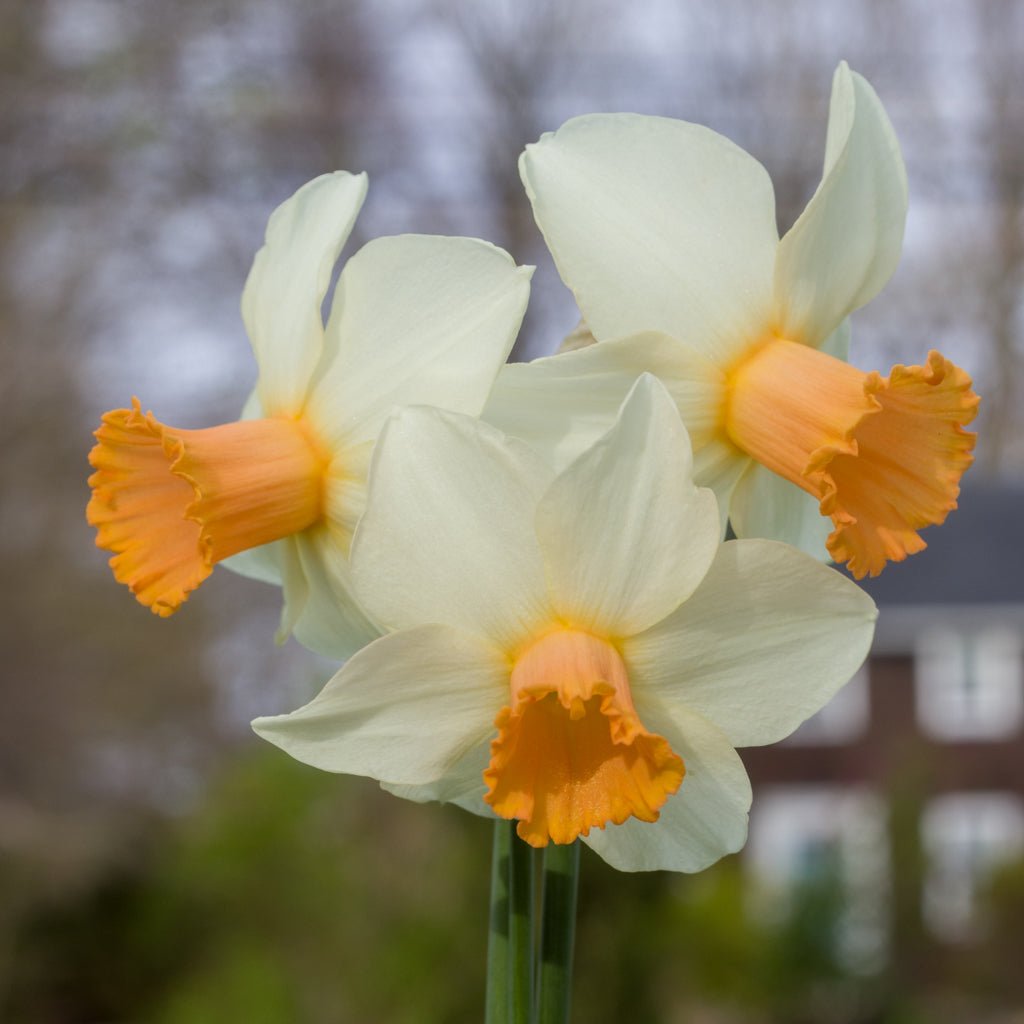 Hyperbole - Special Narcissus - Fluwel