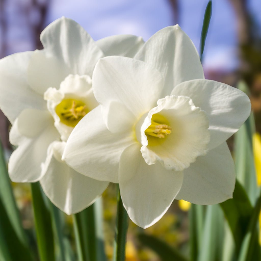 I Love You - witte Large-cupped narcis - Fluwel