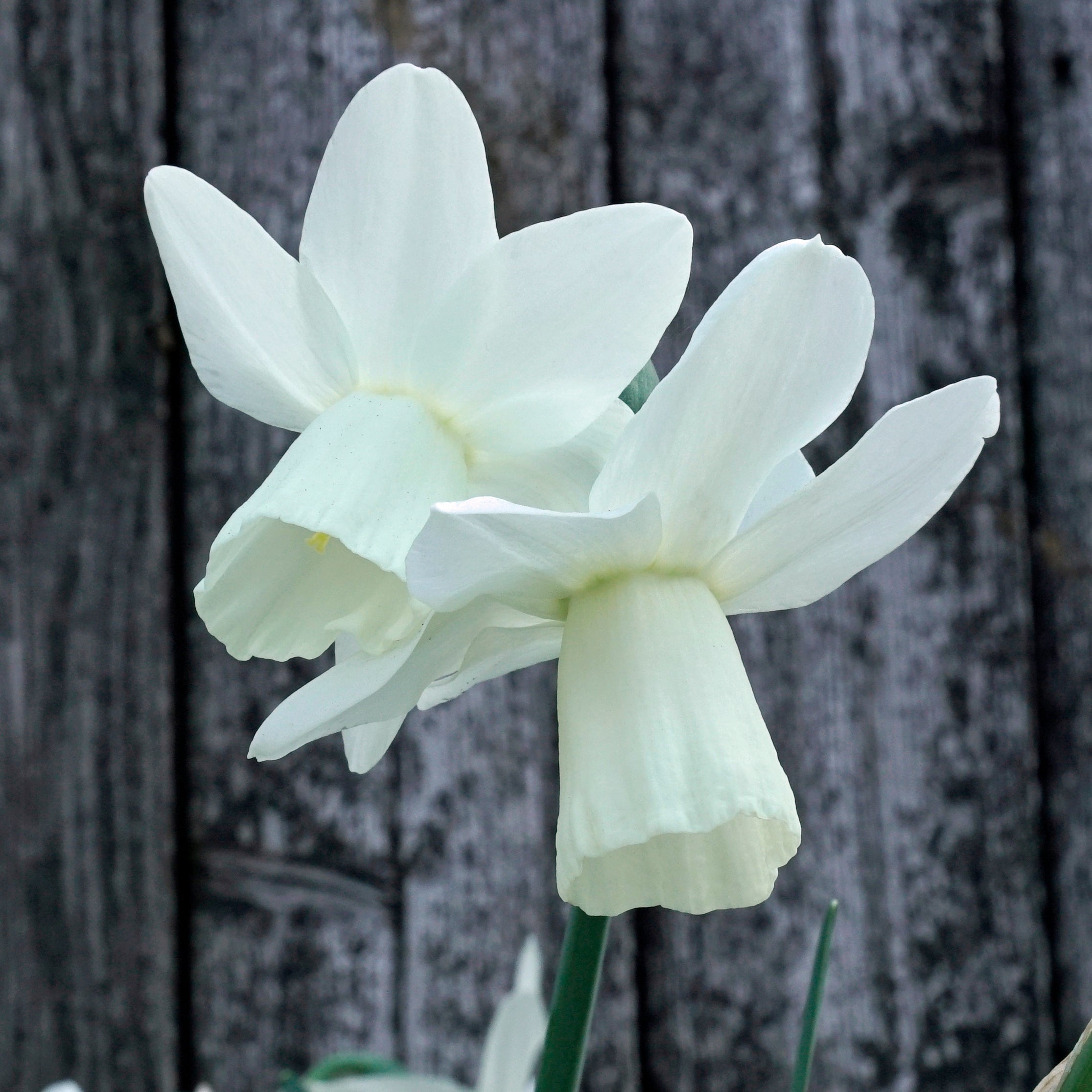 Ice Wings - Special Narcissus - Fluwel