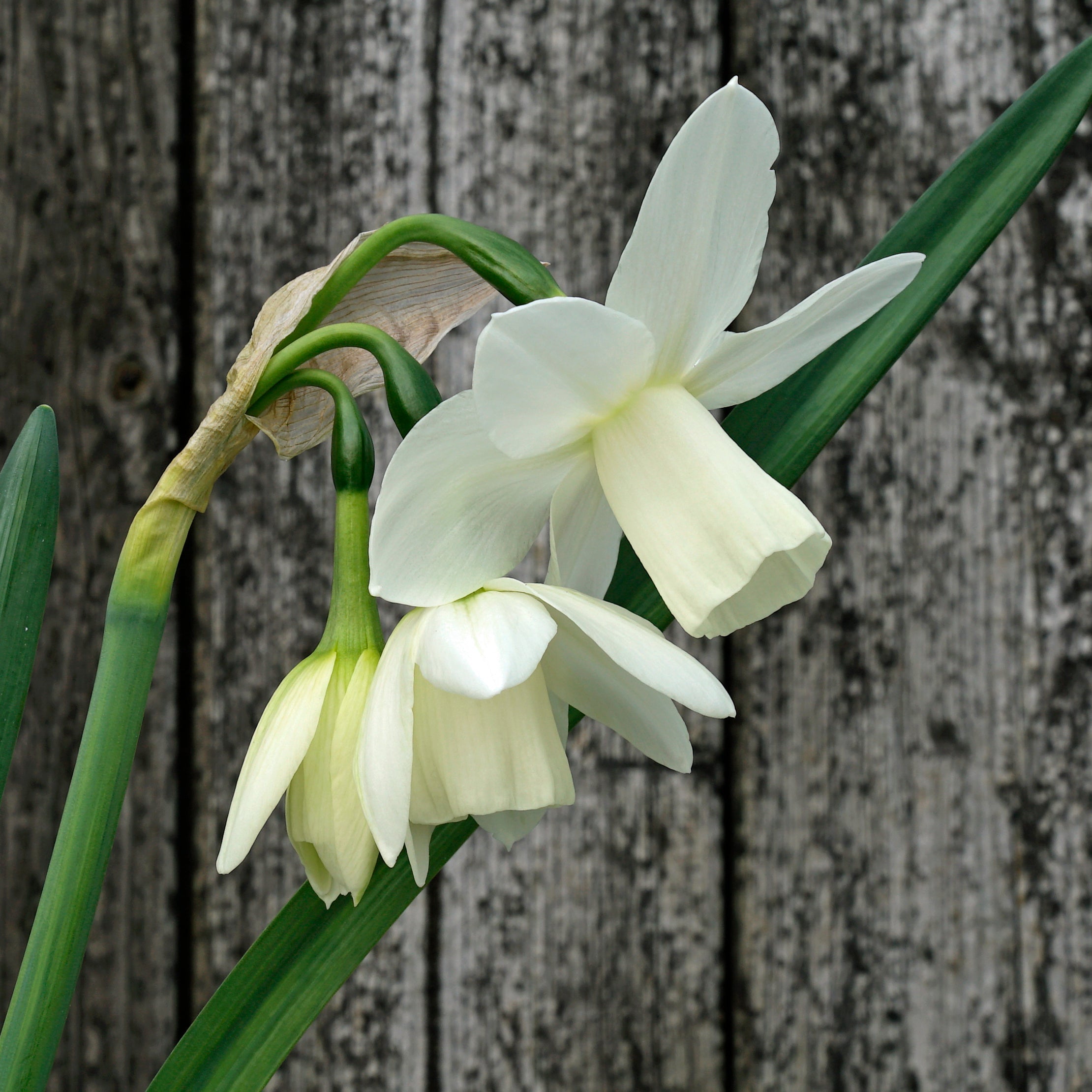 Ice Wings - Special Narcissus - Fluwel