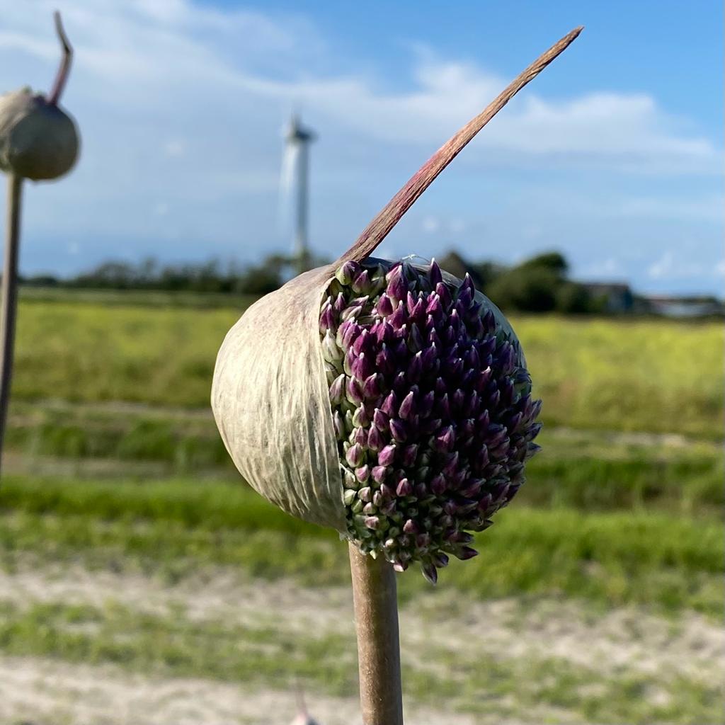 Allium Summer Drummer - paarse allium - Fluwel