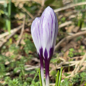 Crocus vernus Pickwick