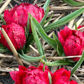 humilis Tete a Tete