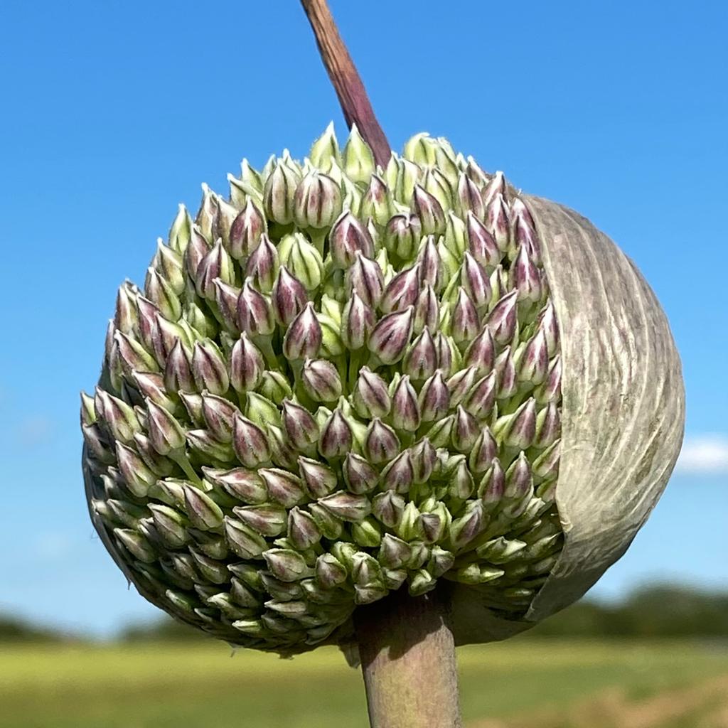 Allium Summer Drummer - paarse allium - Fluwel