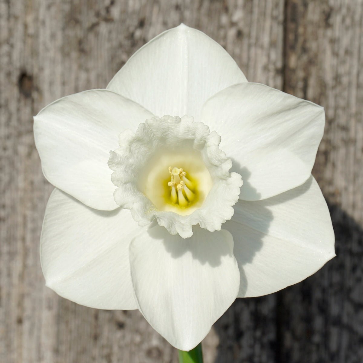 In Love - Special Narcissus - Fluwel