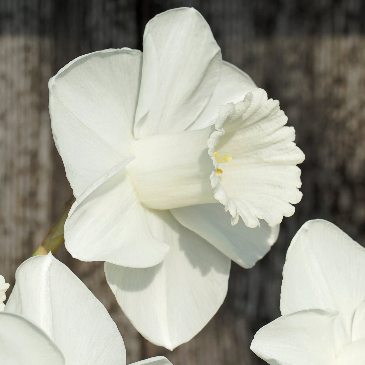 In Love - Special Narcissus - Fluwel