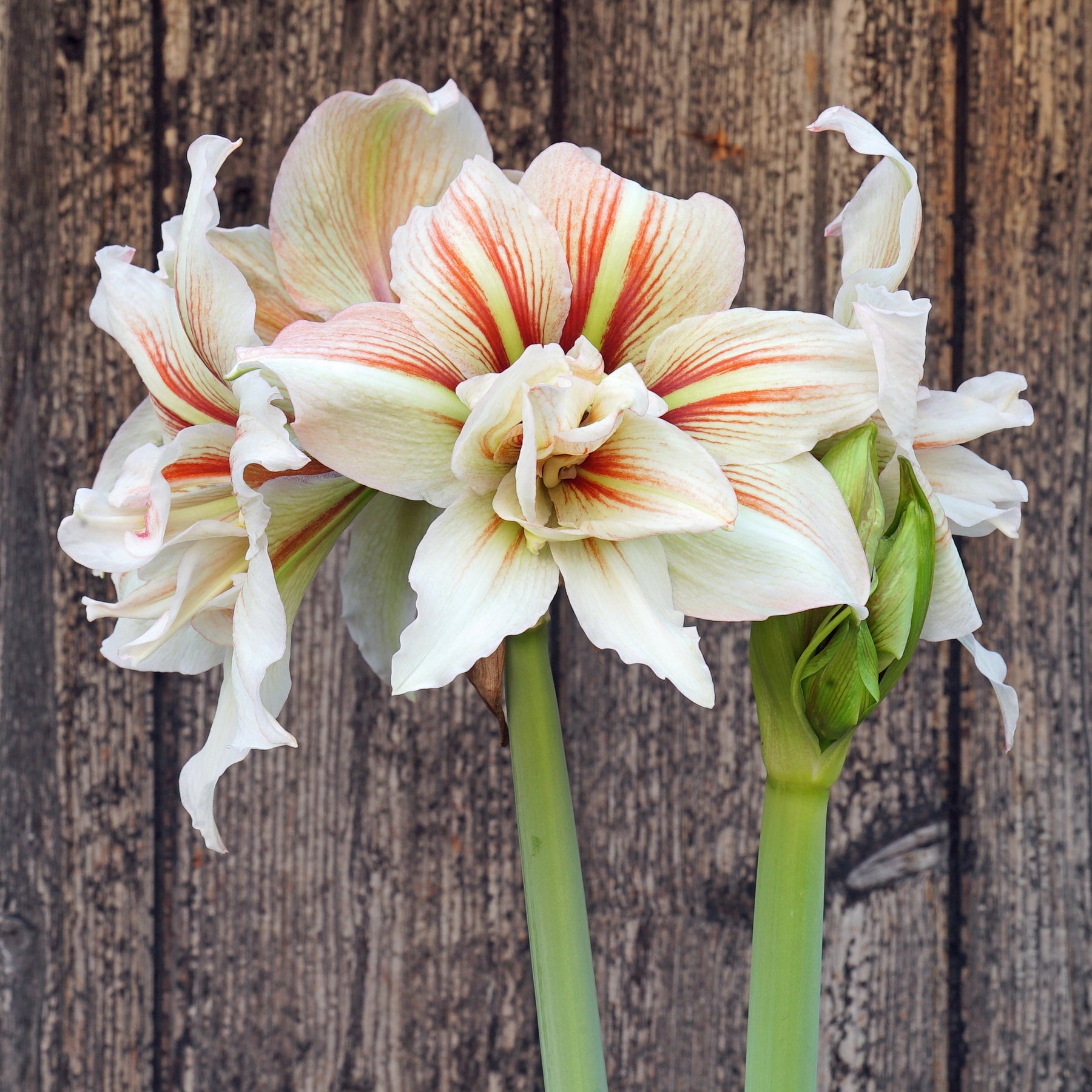 Inca Star - Special Amaryllis - Fluwel