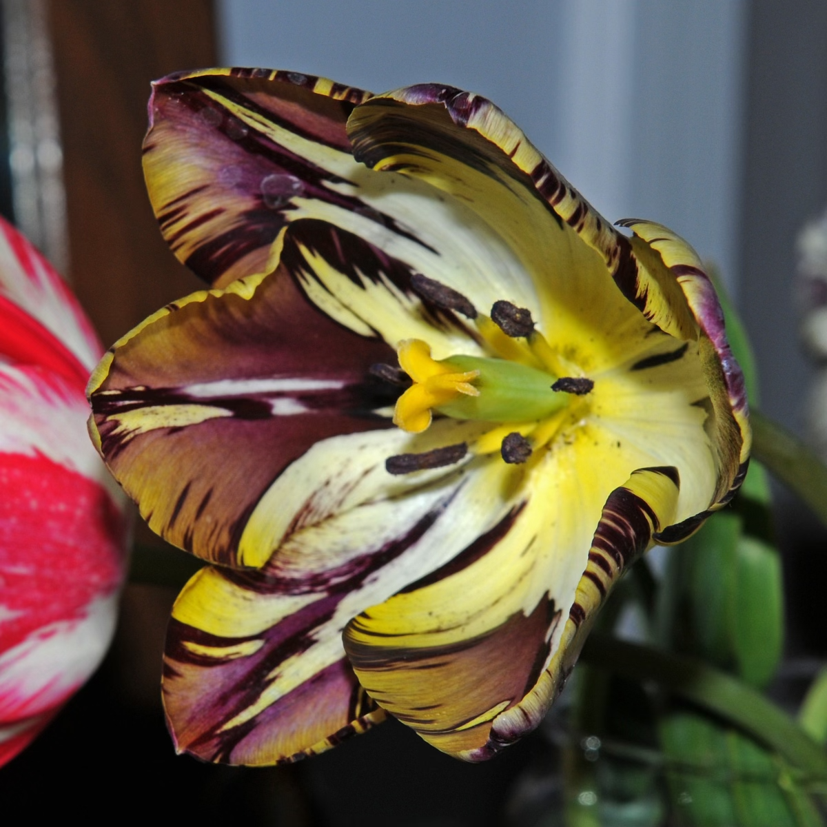 Insulinde - Tulips - Fluwel