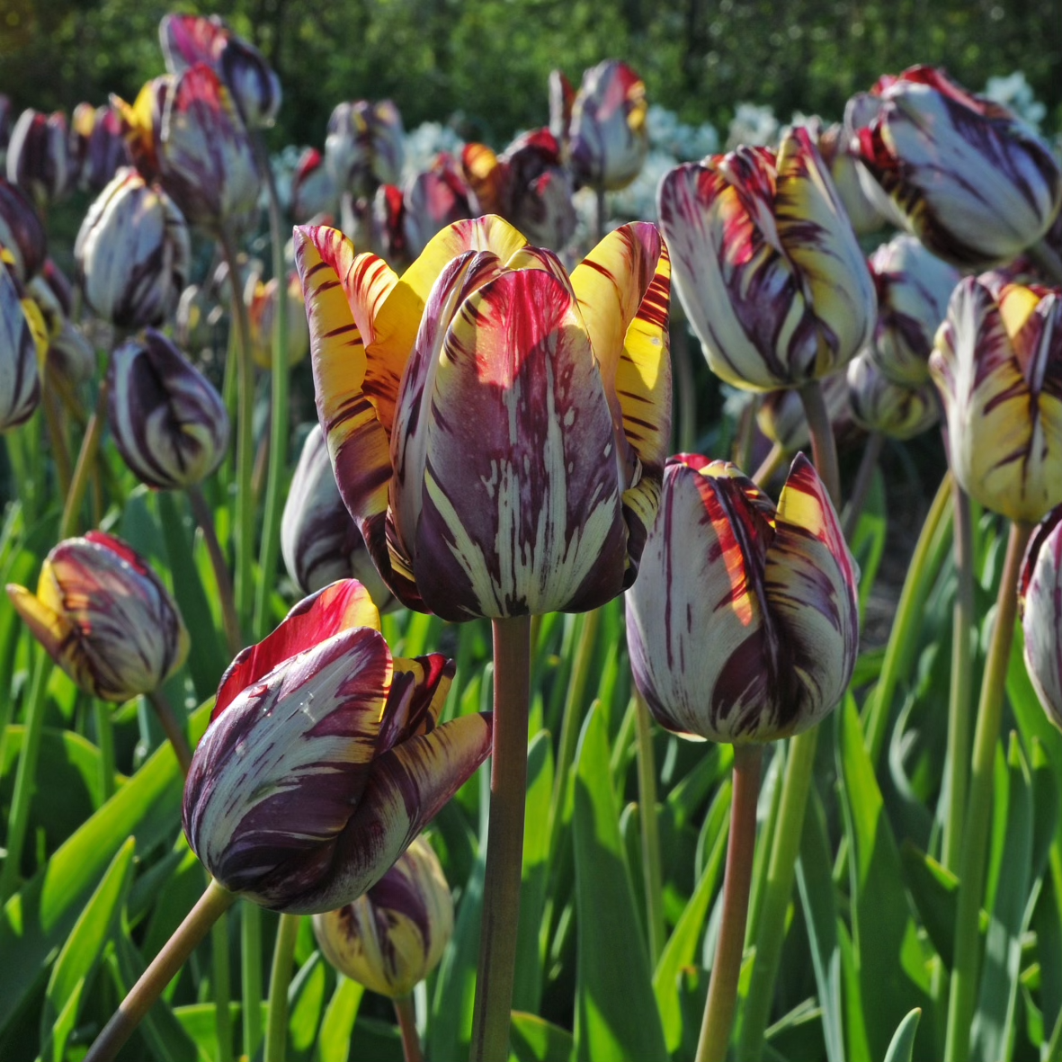 Insulinde - Tulips - Fluwel
