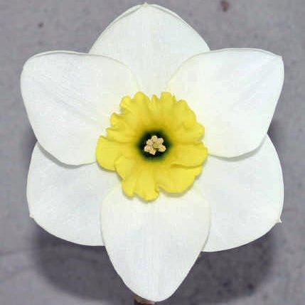 Jammin - Special Narcissus - Fluwel