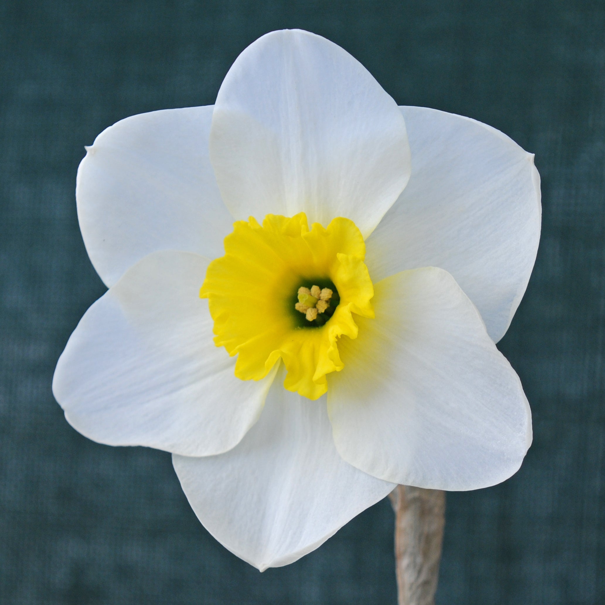 Jammin - Special Narcissus - Fluwel