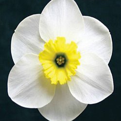 Jammin - wit-gele Small-cupped narcis - Fluwel