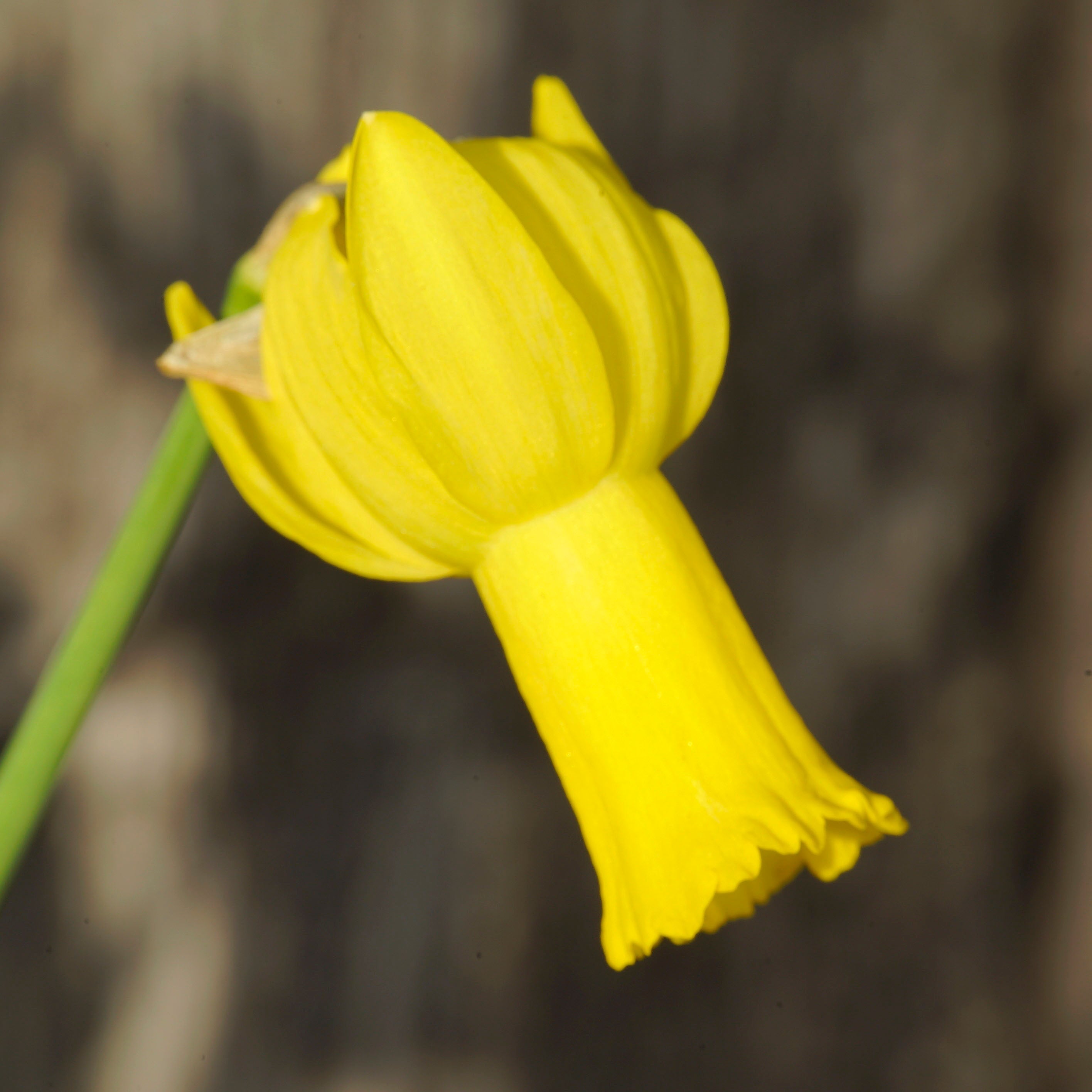 Jetage - Special Narcissus - Fluwel
