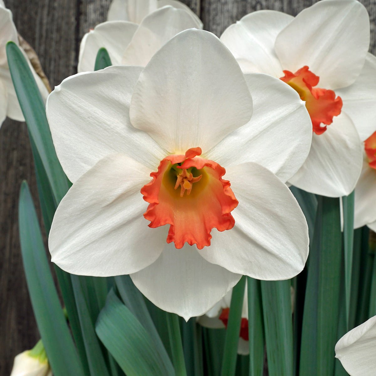 Jeu d' Amour - Special Narcissus - Fluwel