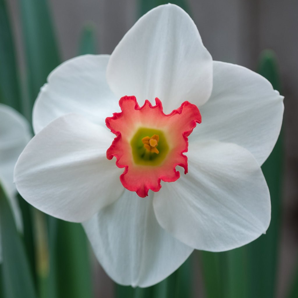 Jeu d' Amour - Special Narcissus - Fluwel