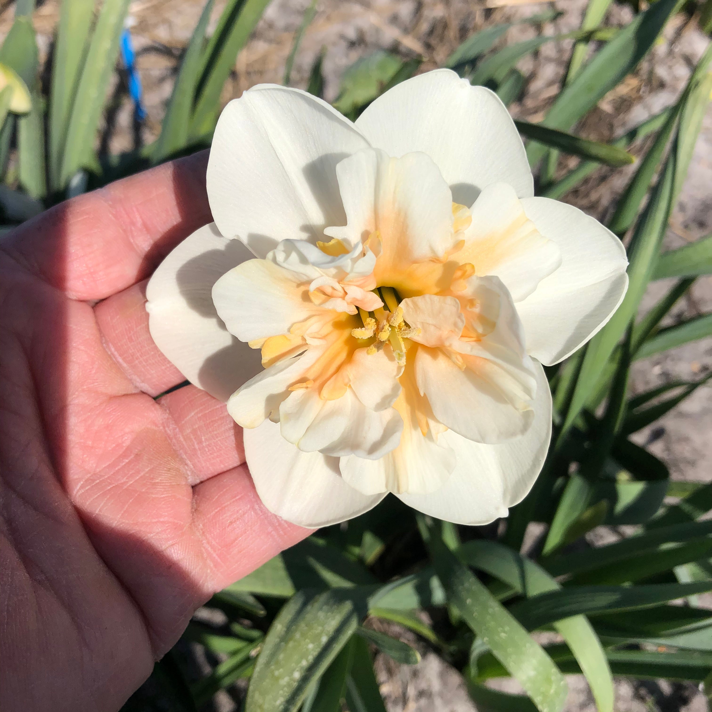 Jodi - Special Narcissus - Fluwel