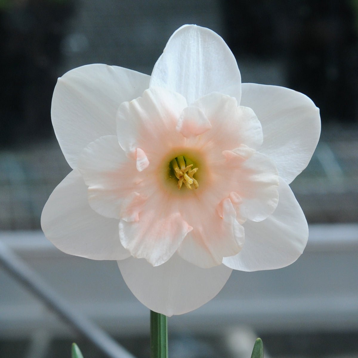 Jodi - Special Narcissus - Fluwel