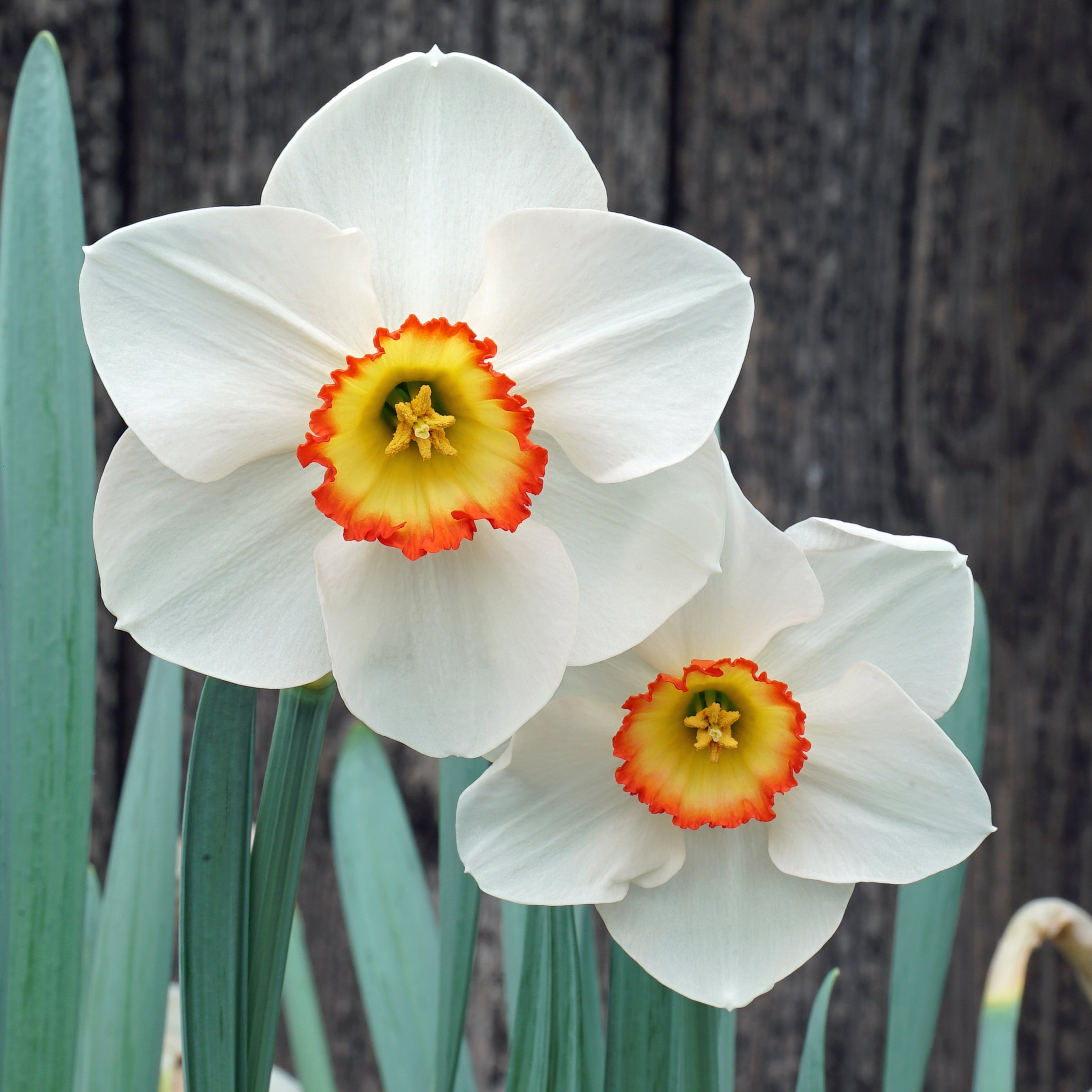 Juliet's Choice - Special Narcissus - Fluwel