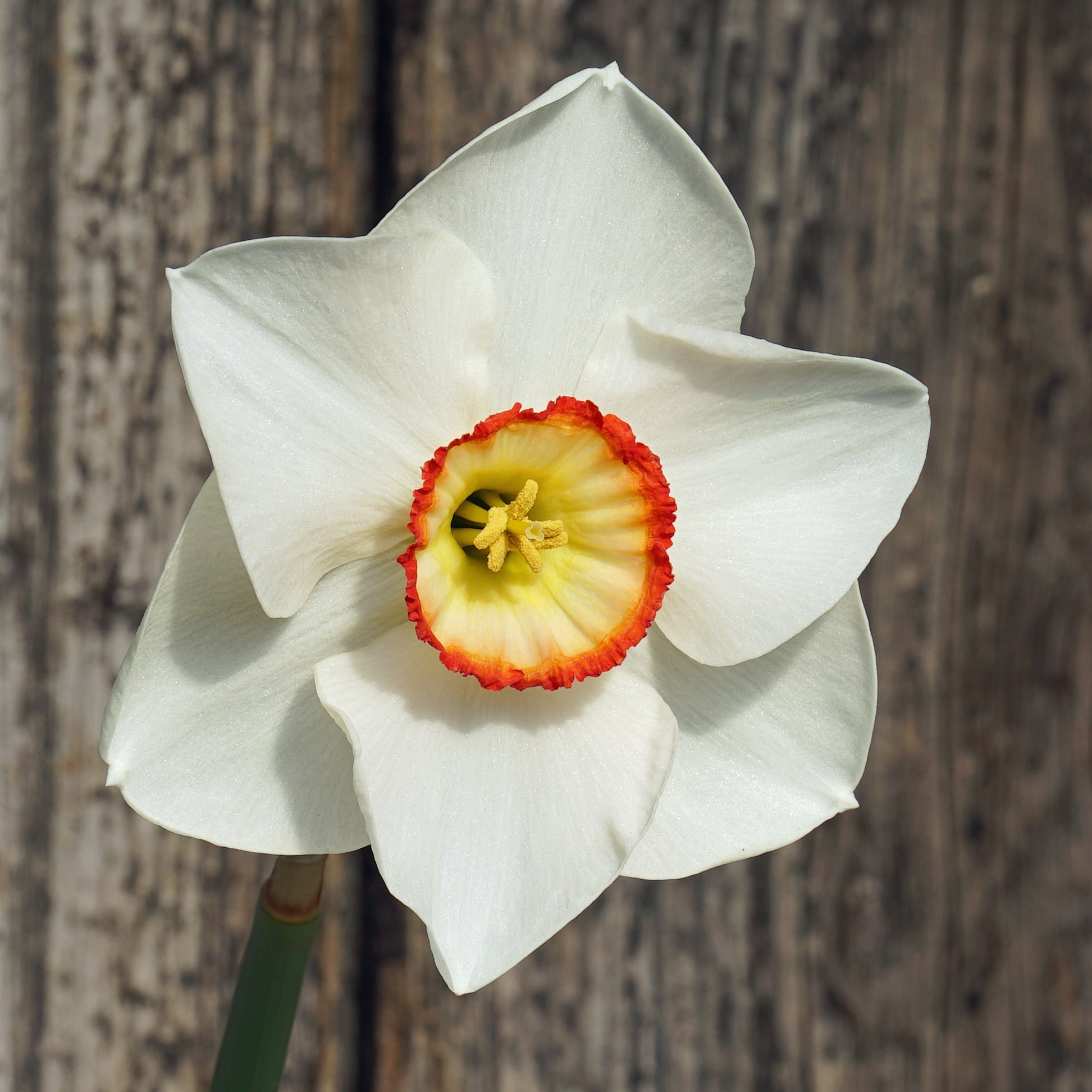 Juliet's Choice - Special Narcissus - Fluwel