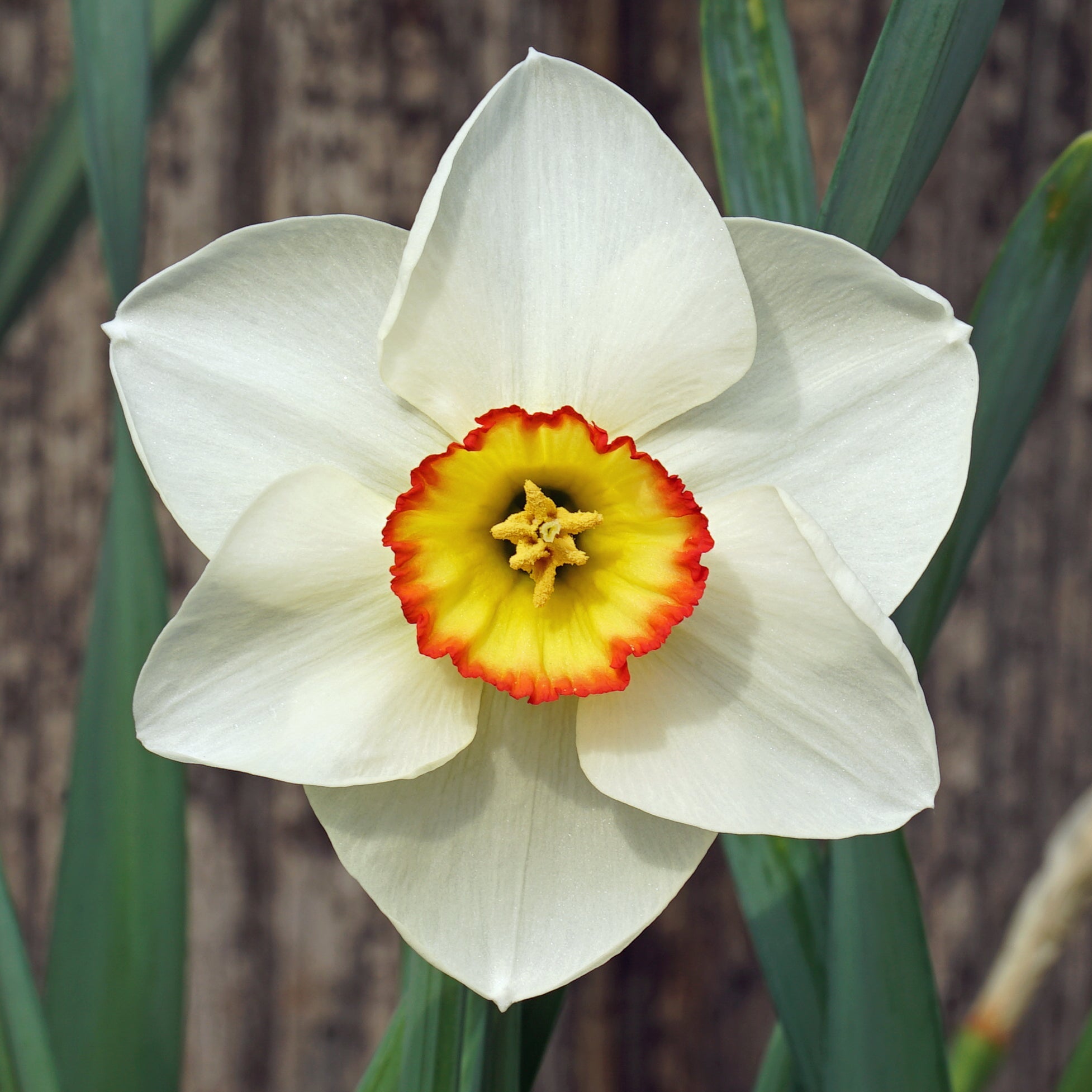 Juliet's Choice - Special Narcissus - Fluwel