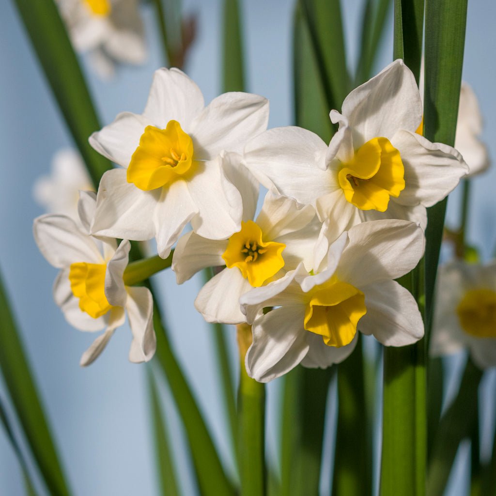 Killara - Special Narcissus - Fluwel