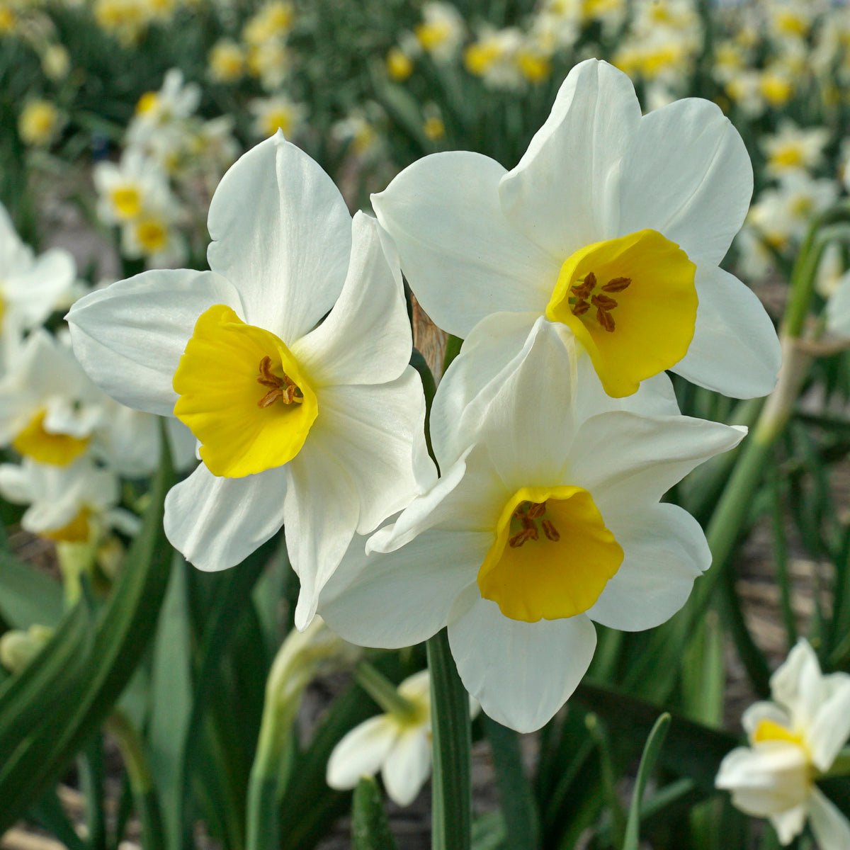 Killara - Special Narcissus - Fluwel