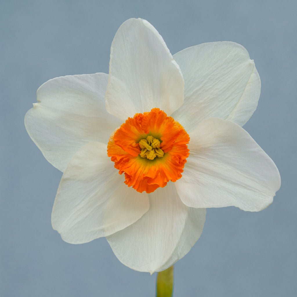 La Riante - Narcissus - Fluwel