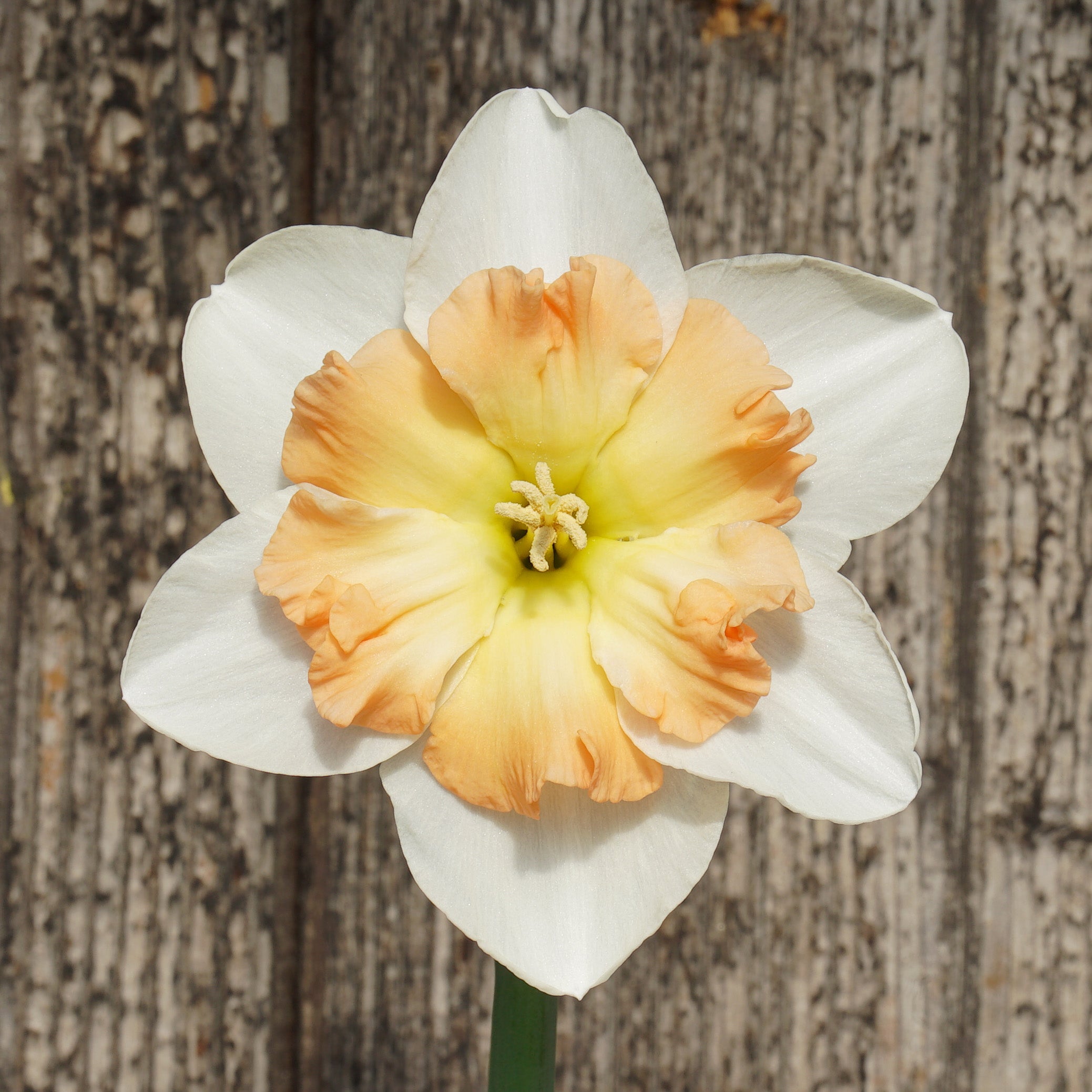 Lady B - Special Narcissus - Fluwel