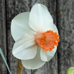Ladymeads - Special Narcissus - Fluwel