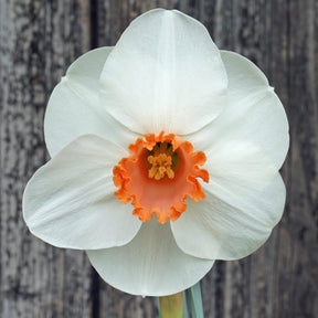 Ladymeads - Special Narcissus - Fluwel