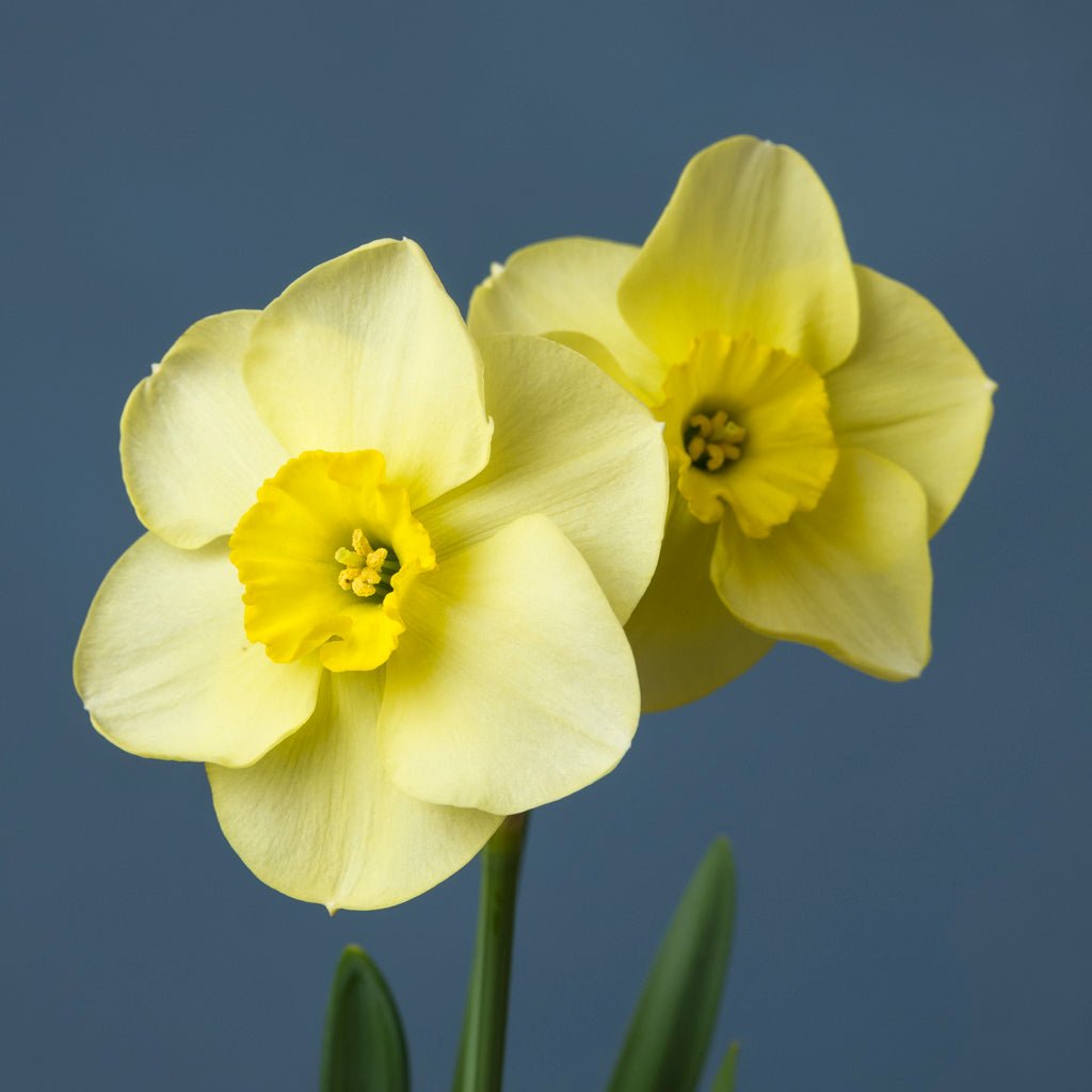 Lemon Choice - Special Narcissus - Fluwel