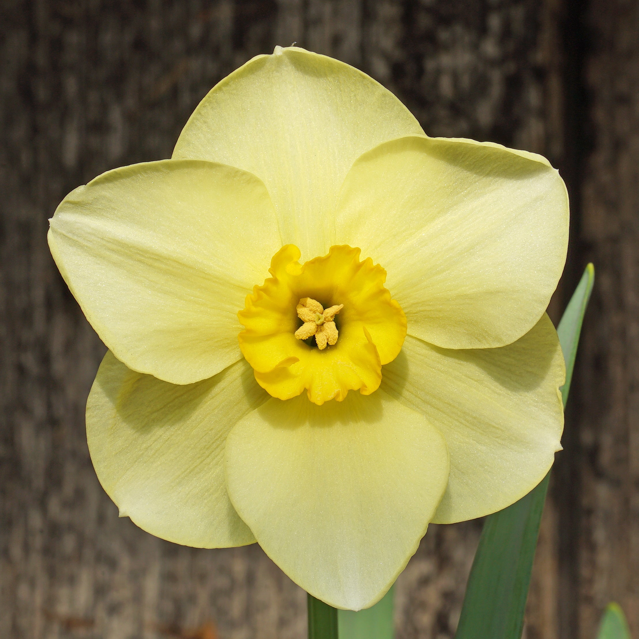 Lemon Choice - Special Narcissus - Fluwel