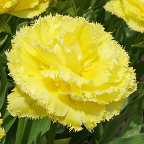 Lemon Shoot - Tulips - Fluwel