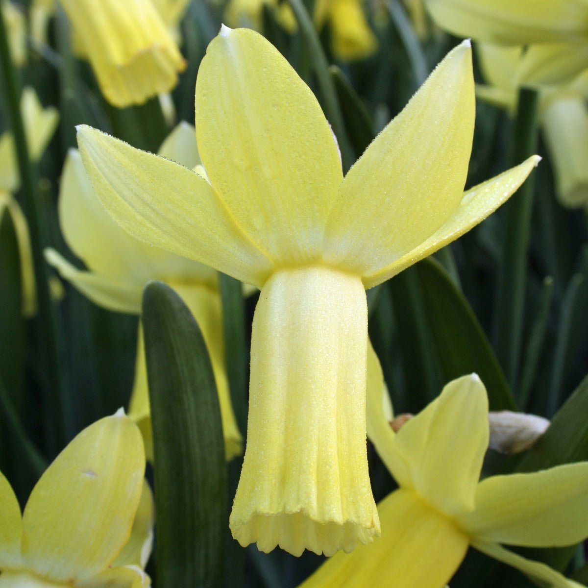 Lemon Silk - Special Narcissus - Fluwel