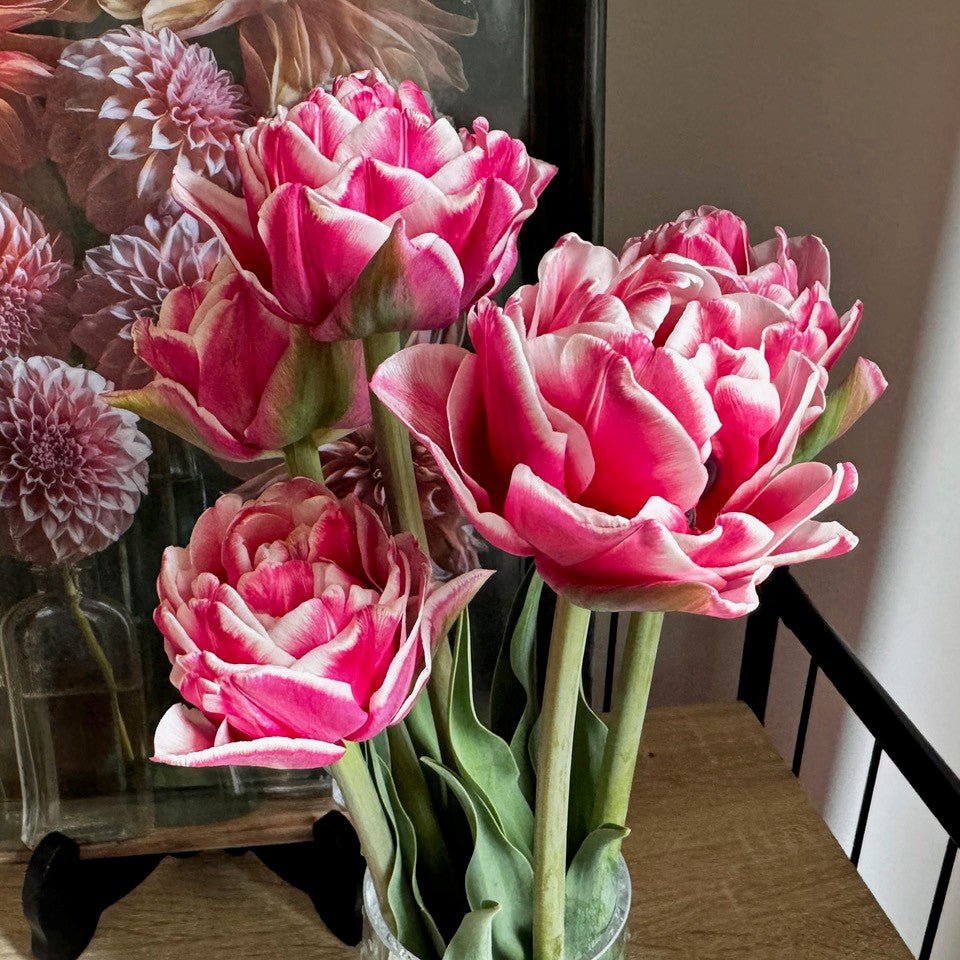 Let's Dance - Tulips - Fluwel