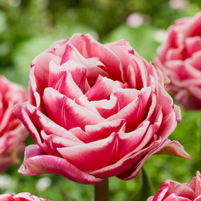 Let's Dance - Tulips - Fluwel