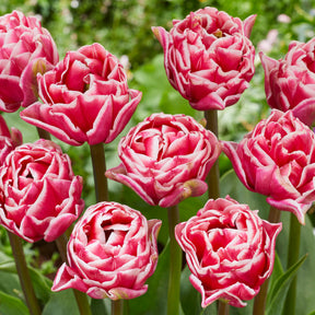 Let's Dance - Tulips - Fluwel