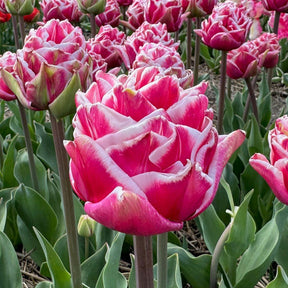 Let's Dance - Tulips - Fluwel