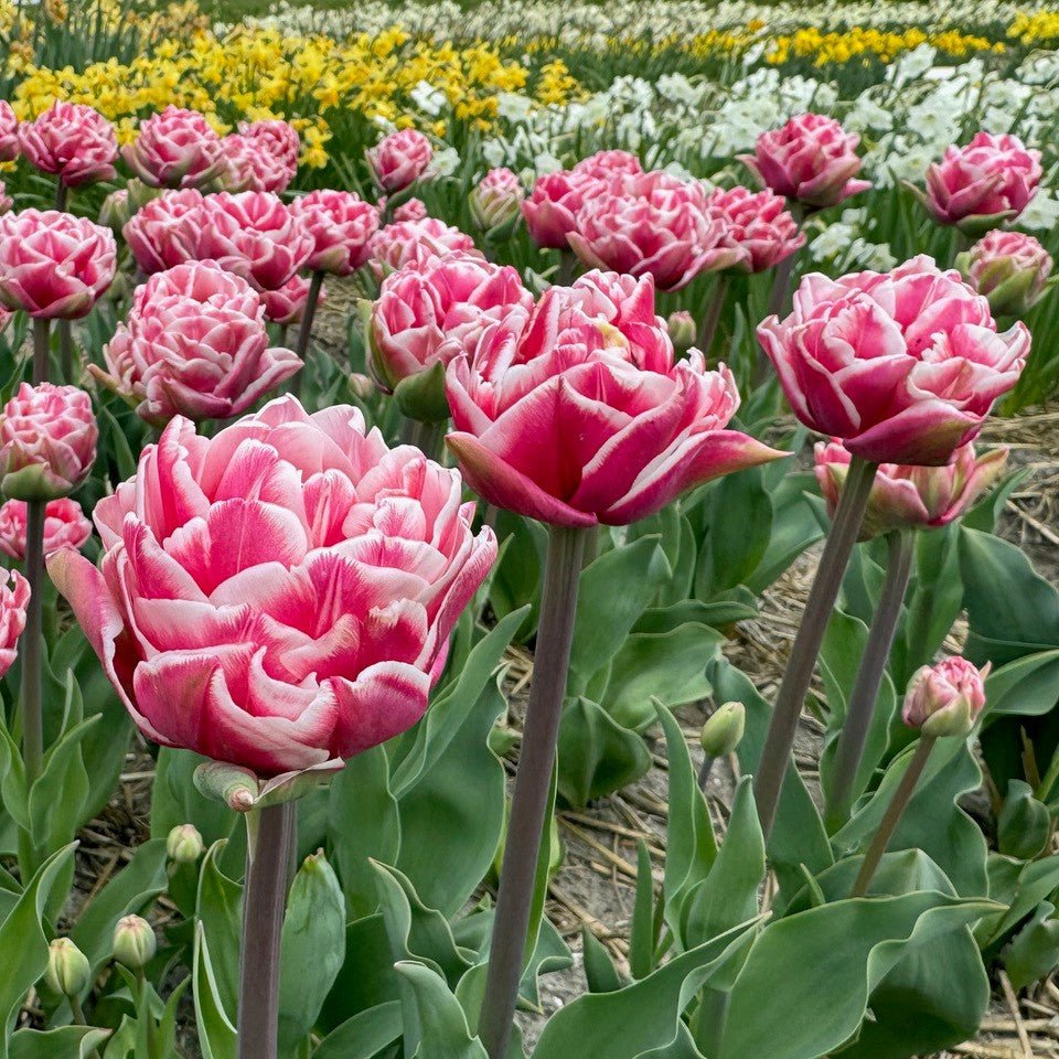 Let's Dance - Tulips - Fluwel