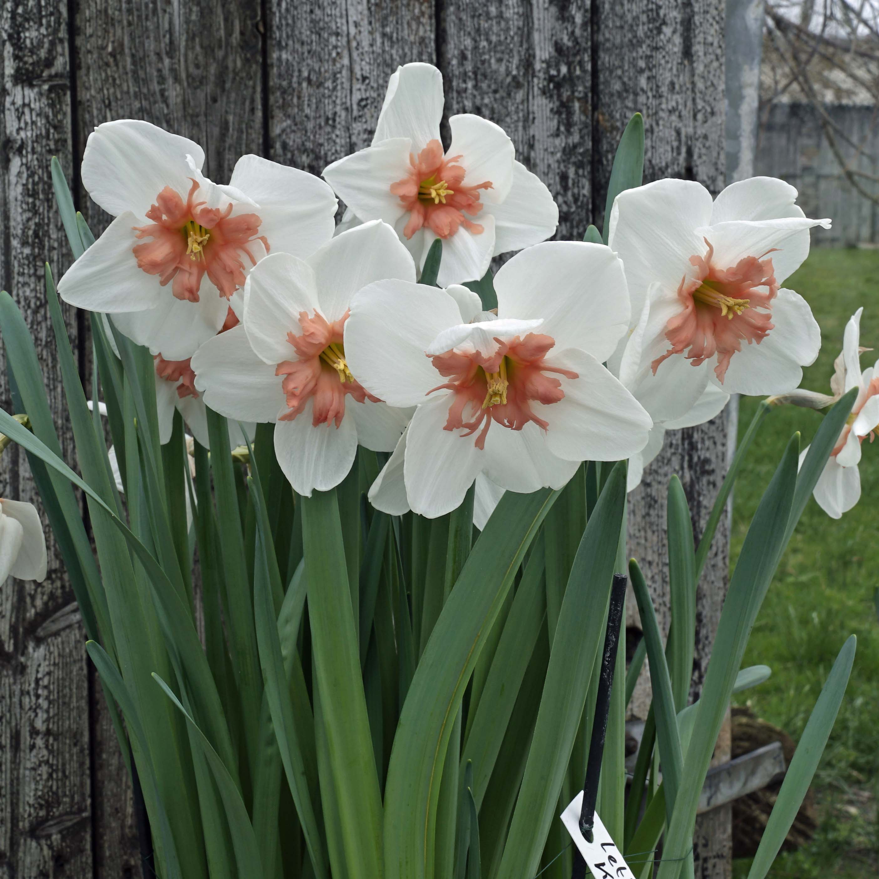 Let's Kiss - Special Narcissus - Fluwel
