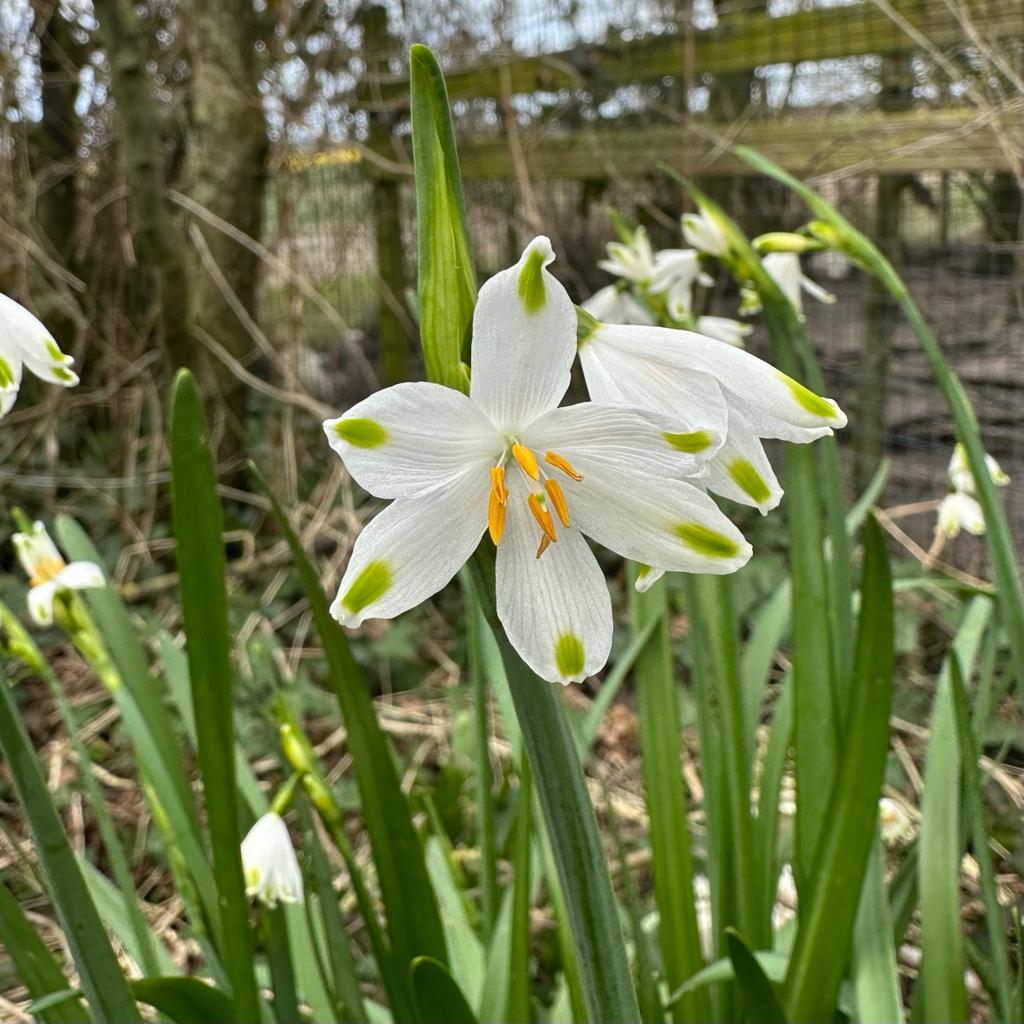 Leucojum aestivum Gravetye Giant - wit lenteklokje - Fluwel