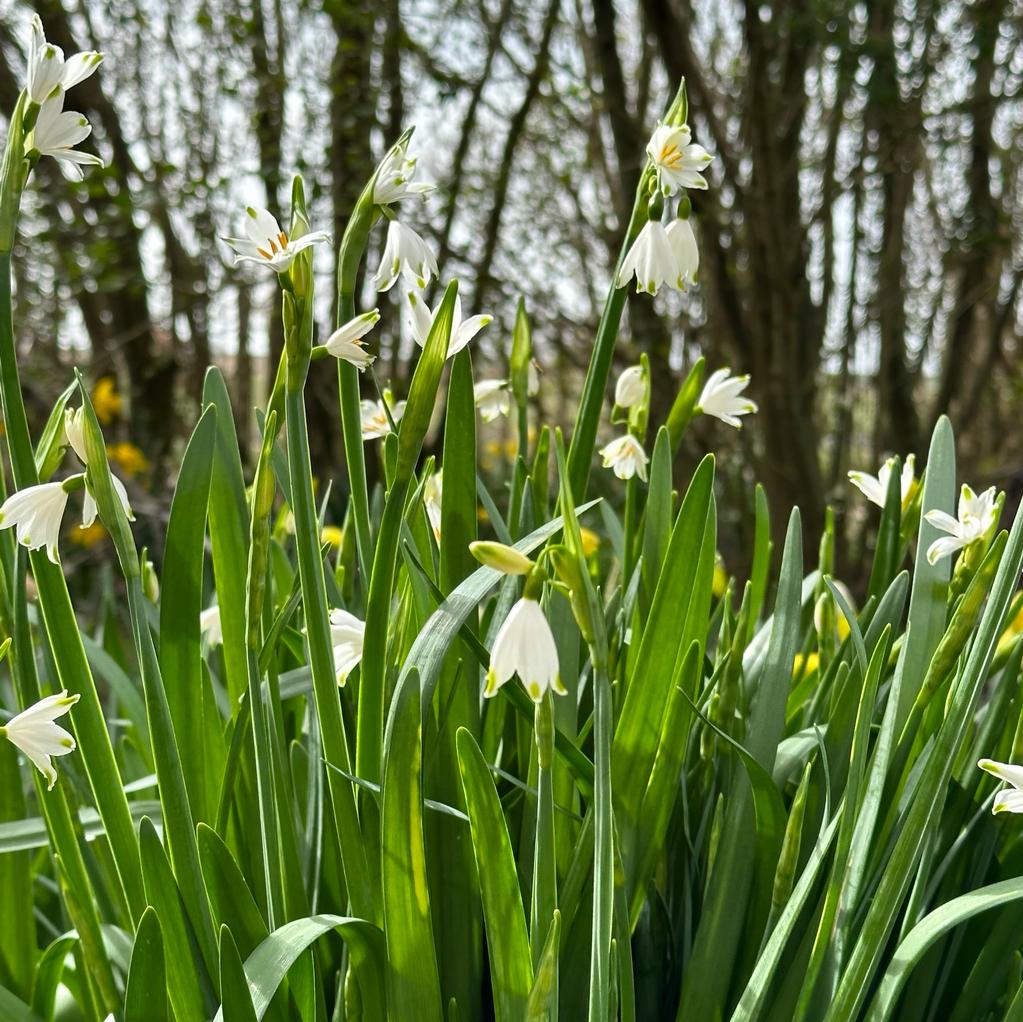 Leucojum aestivum Gravetye Giant - wit lenteklokje - Fluwel