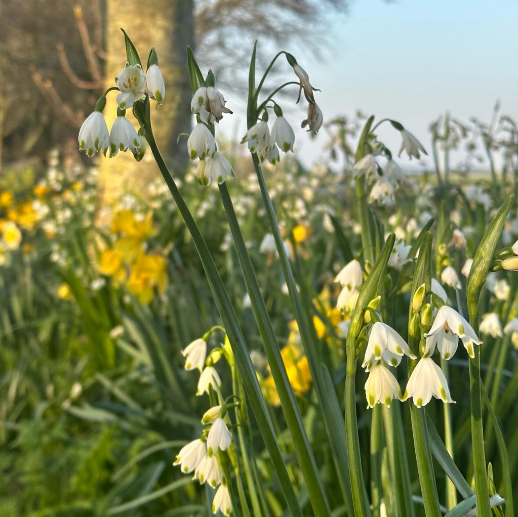 Leucojum aestivum Gravetye Giant - wit lenteklokje - Fluwel