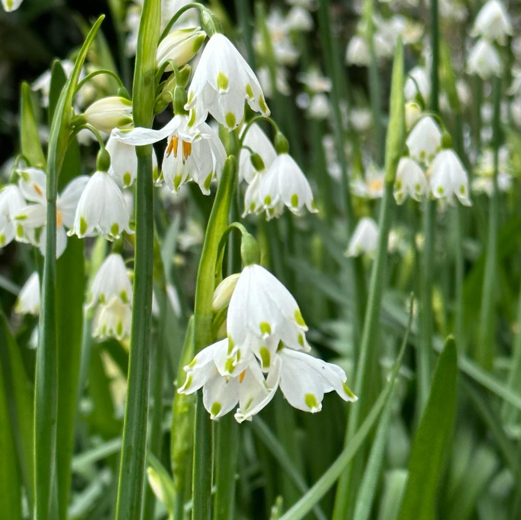 Leucojum aestivum Gravetye Giant - wit lenteklokje - Fluwel