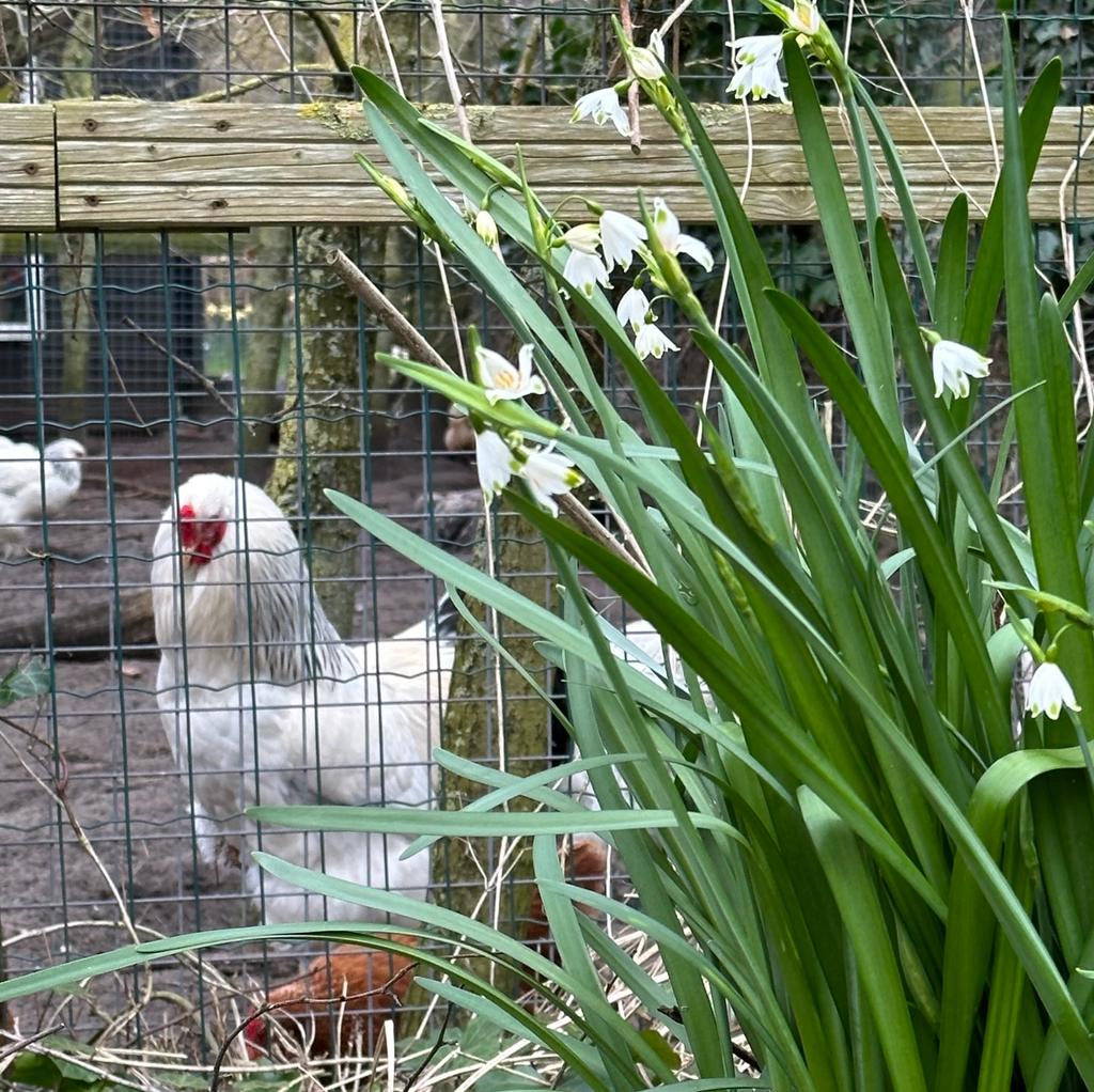 Leucojum aestivum Gravetye Giant - wit lenteklokje - Fluwel