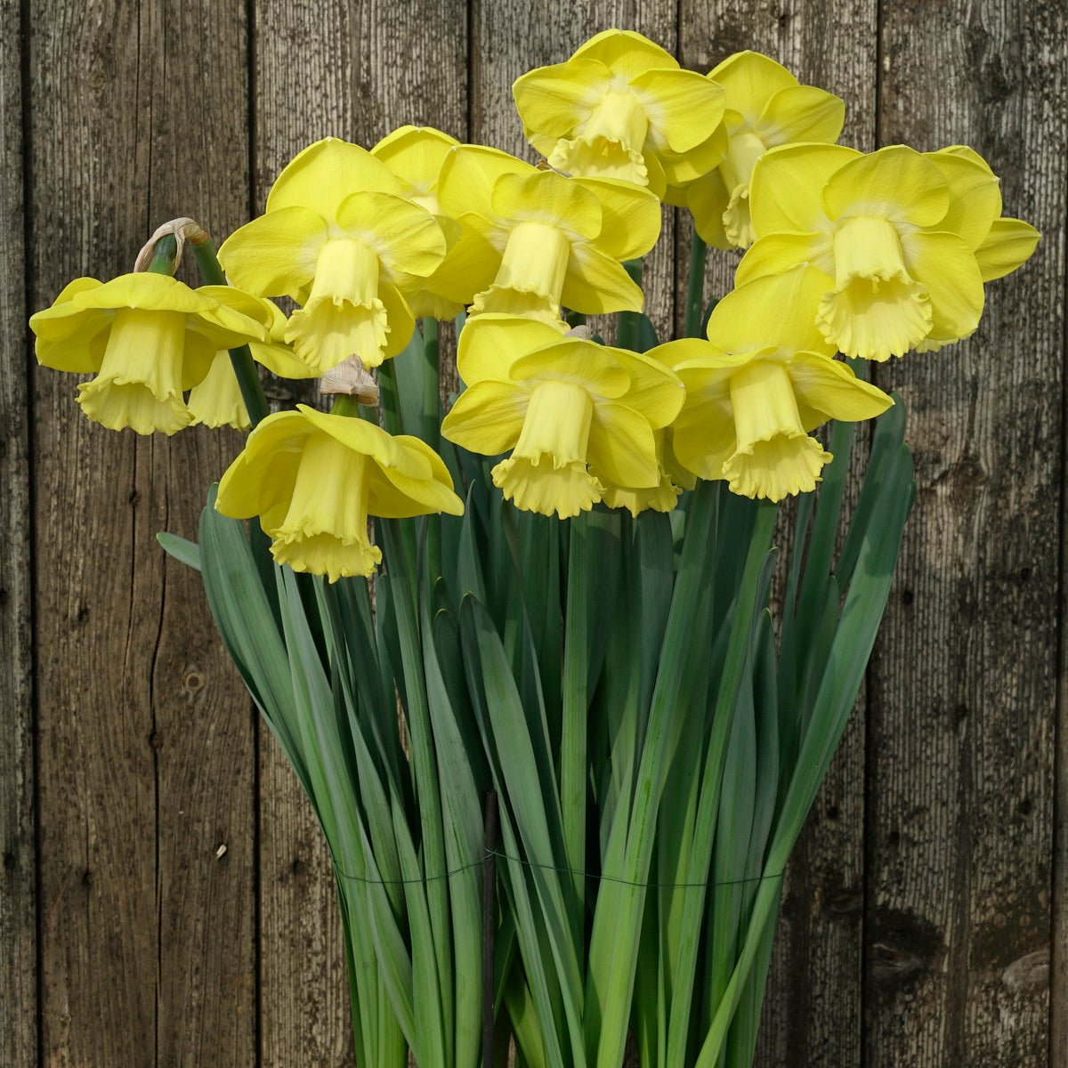 Lighthouse Reef - Special Narcissus - Fluwel