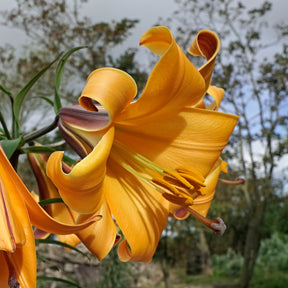 Lilium African Queen - Lilies - Fluwel